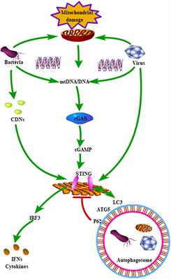 Autophagy and Mitochondrial Homeostasis During Infection: A Double-Edged Sword